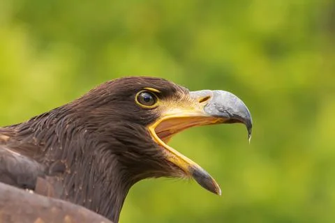 Portrait of a young bald eagle with an open beak. Stock Photos