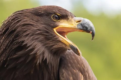 Portrait of a young bald eagle with an open beak. Stock Photos