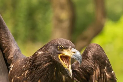 Portrait of a young bald eagle with an open beak. Stock Photos