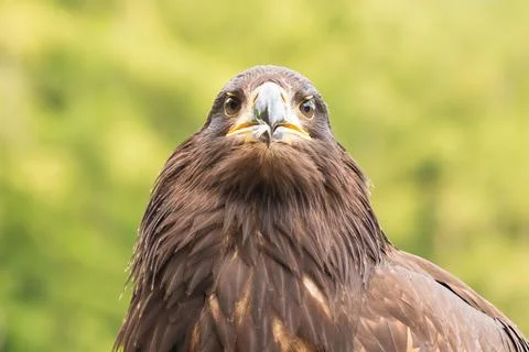 Portrait of a young bald eagle with an open beak. Stock Photos