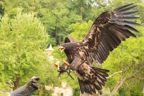 Portrait of a young bald eagle with an open beak. Stock Photos