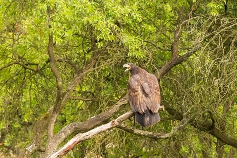 Portrait of a young bald eagle with an open beak. Stock Photos