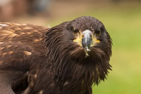Portrait of a young bald eagle with an open beak. Stock Photos