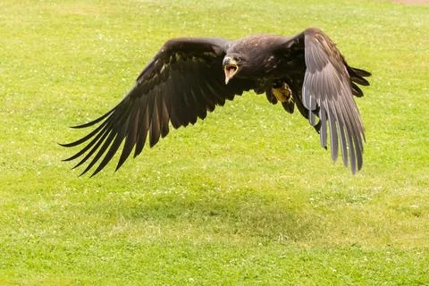 Portrait of a young bald eagle with an open beak. Stock Photos