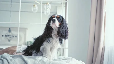 Portrait of a young beautiful multi colored dog with big hairy ears sitting in Stock Footage 200006699