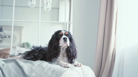 Portrait of a young beautiful multi colored dog with big hairy ears sitting in Video stock 200006837