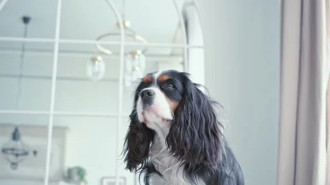 Portrait of a young beautiful multi colored dog with big hairy ears sitting in Stock Footage 200237183