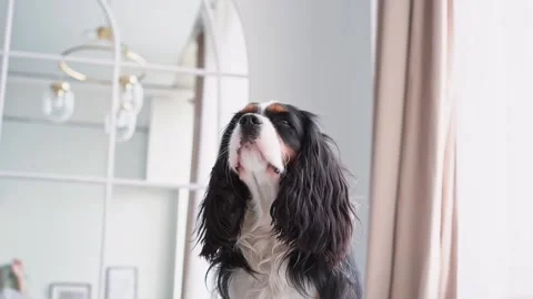 Portrait of a young beautiful multi-colored dog with big hairy ears sitting in Stock Footage 200870544