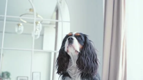 Portrait of a young beautiful multi colored dog with big hairy ears sitting in Stock Footage 200930420
