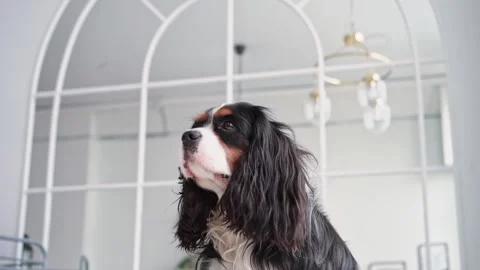 Portrait of a young beautiful multi-colored dog with big hairy ears sitting in Video stock 200994039