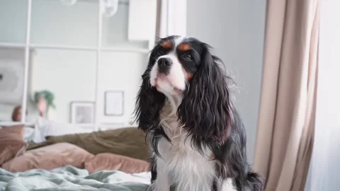 Portrait of a young beautiful multi-colored dog with big hairy ears sitting in Stock Footage 200994094