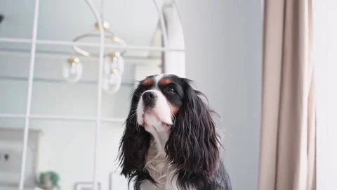 Portrait of a young beautiful multi-colored dog with big hairy ears sitting in Stock Footage 201152965