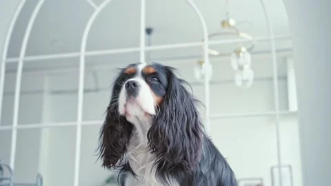 Portrait of a young beautiful multi colored dog with big hairy ears sitting in Stock Footage 201487362