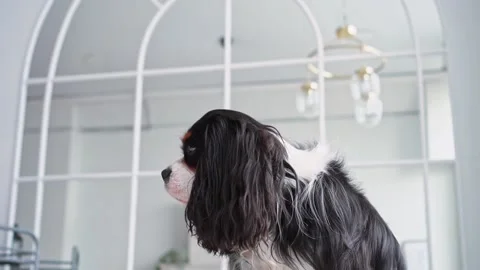 Portrait of a young beautiful multi-colored dog with big hairy ears sitting in Video stock 205592373