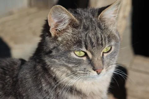 Portrait of a young cat Stock Photos