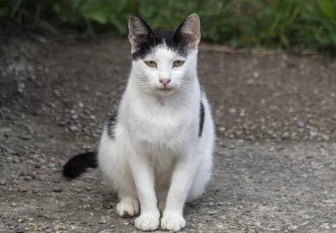 A portrait of a young cat Stock Photos