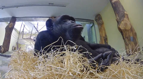 Portrait of a young Chimpanzee Stock Footage 33421466