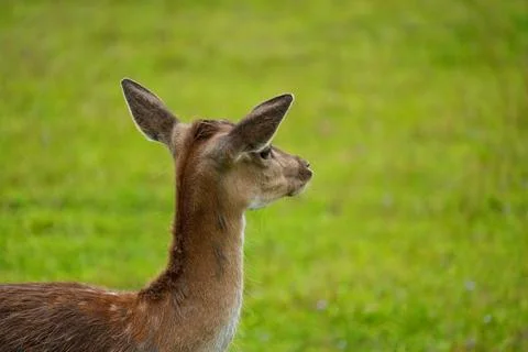 Portrait of a young deer in close-up side view Stock Photos