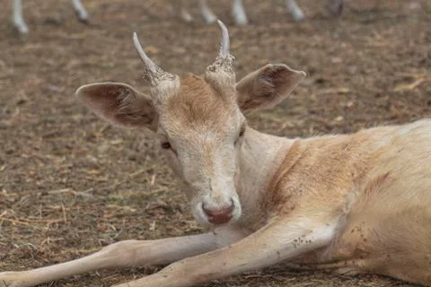 Portrait of young deer. Stock Photos