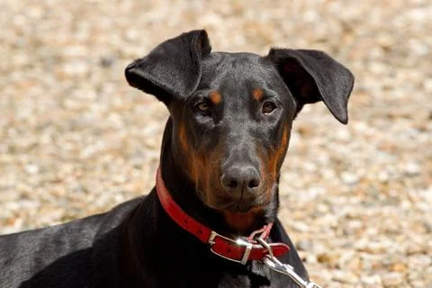 Portrait of a young doberman Stock Photos