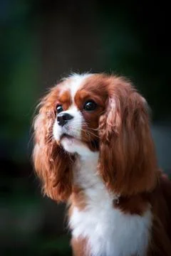 Portrait of a young dog cavalier king charles spaniel Foto stock