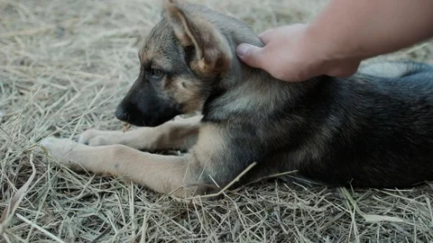Portrait of a young dog puppy, German shepherd 库存影片 102826853