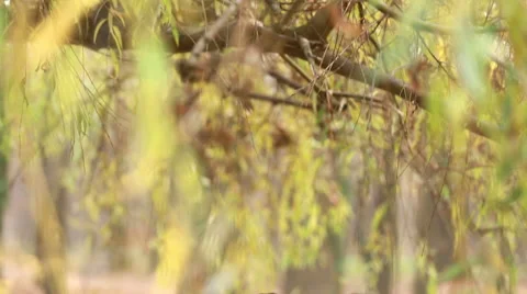 Portrait of young family looking and smiling Stock Footage 59554448