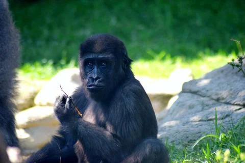 Portrait of a young gorilla looking at camera. Stock Photos