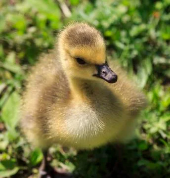 Portrait of young gosling Stock Photos