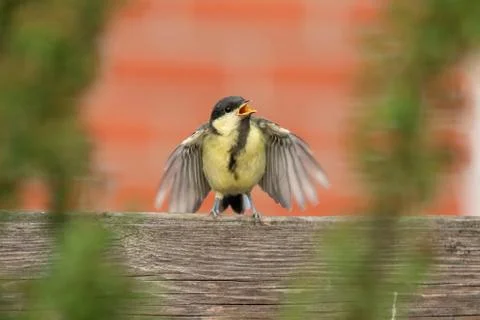 A portrait of a young great tit flapping its wings while sitting on a wooden  Stock Photos