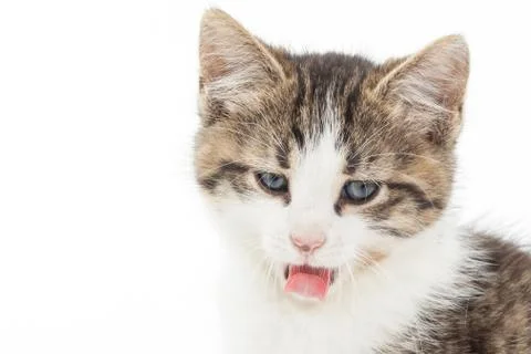Portrait of young kitten Stock Photos