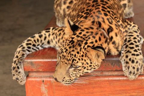Portrait of young leopard. Foto stock
