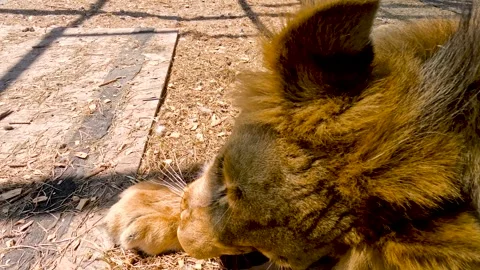 Portrait of a young lion in an aviary in a cat shelter Stock Footage 306548656
