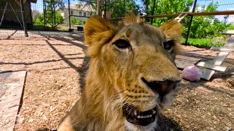 Portrait of a young lion in an aviary in a cat shelter Video stock 340065806