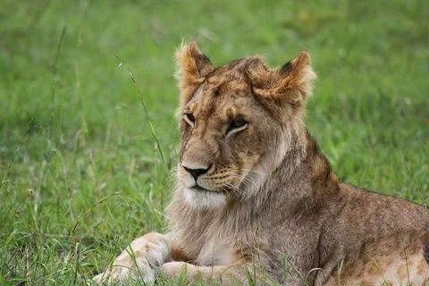 Portrait of a young lion with budding mane facing the camera Stock-Fotos