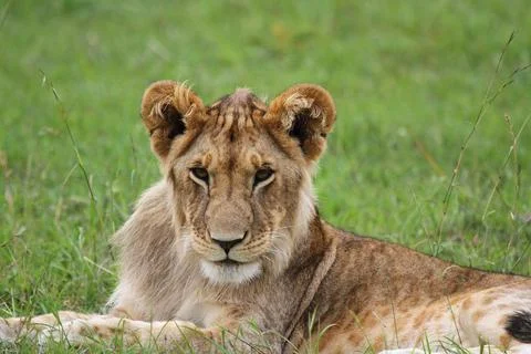 Portrait of a young lion with budding mane facing the camera Stock Photos