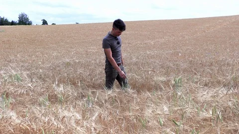 Portrait of a young man in a wheat field Stock Footage 112709958