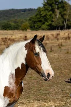 Portrait of a young mare Stock Photos