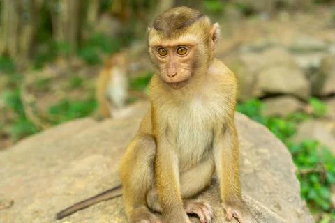 Portrait of a young monkey Stock Photos