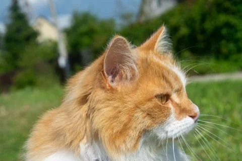 Portrait of a young red cat on a background of green grass and bushes. Pet in Stock Photos