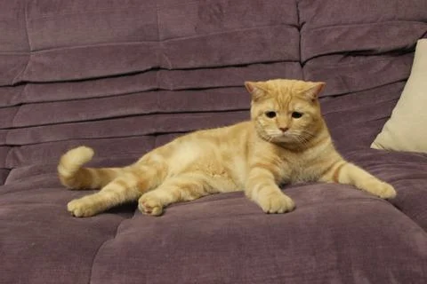 Portrait of a young red cat on the couch Foto stock