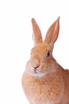 Portrait of young red rabbit isolated on white background Stock Photos