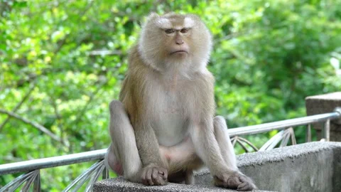Portrait of young rhesus macaque monkey in the nation  park. Stock Footage 156814558