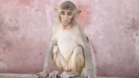 Portrait of Young Rhesus Macaque Monkey Against Soft Background Stock Footage 339724146