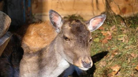 Portrait of a young roe deer Stock Photos