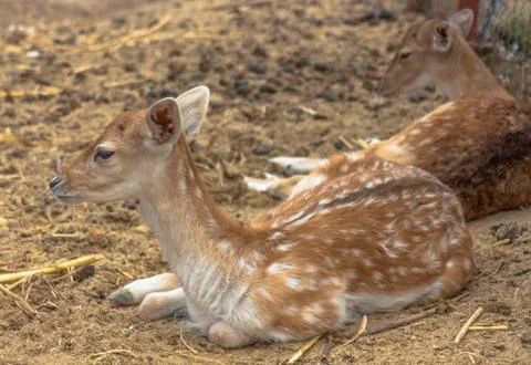 Portrait of a young roe lying in the dry grass. Stock Photos