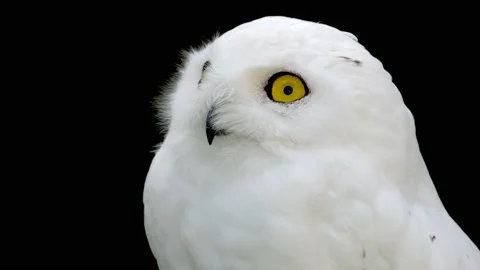Portrait of a young snow owl Stock Footage 170368535