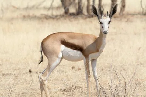 Portrait of a young springbok Stock Photos