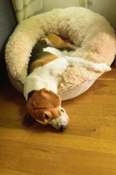 Portrait of a young, tri-colored beagle dog laying on its bed. Stock Photos