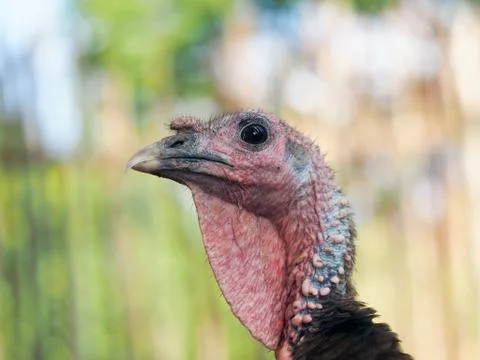 Portrait of a young Turkey bird closeup Stock Photos